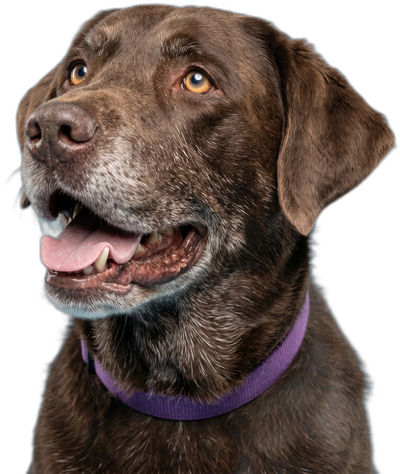 Lady Jade, a senior chocolate Labrador at Furkids, grinning up toward the headline